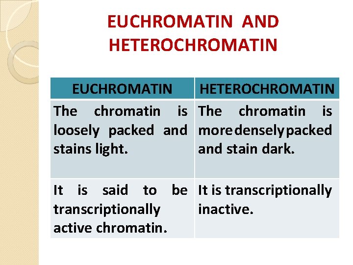 EUCHROMATIN AND HETEROCHROMATIN EUCHROMATIN The chromatin is loosely packed and stains light. HETEROCHROMATIN The EUCHROMATIN AND HETEROCHROMATIN EUCHROMATIN The chromatin is loosely packed and stains light. HETEROCHROMATIN The