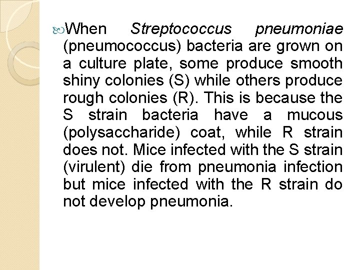 When Streptococcus pneumoniae (pneumococcus) bacteria are grown on a culture plate, some produce When Streptococcus pneumoniae (pneumococcus) bacteria are grown on a culture plate, some produce