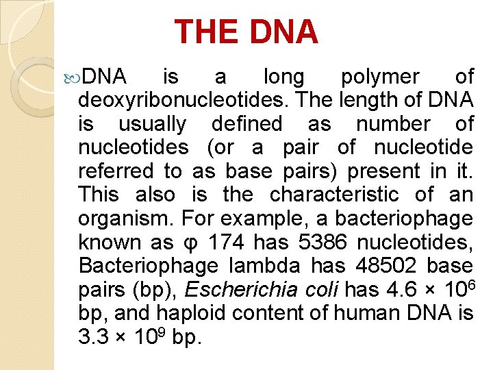 THE DNA is a long polymer of deoxyribonucleotides. The length of DNA is usually THE DNA is a long polymer of deoxyribonucleotides. The length of DNA is usually