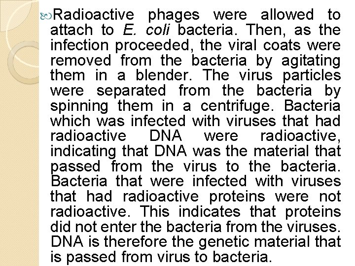 Radioactive phages were allowed to attach to E. coli bacteria. Then, as the Radioactive phages were allowed to attach to E. coli bacteria. Then, as the