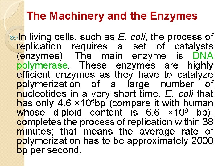 The Machinery and the Enzymes In living cells, such as E. coli, the process The Machinery and the Enzymes In living cells, such as E. coli, the process