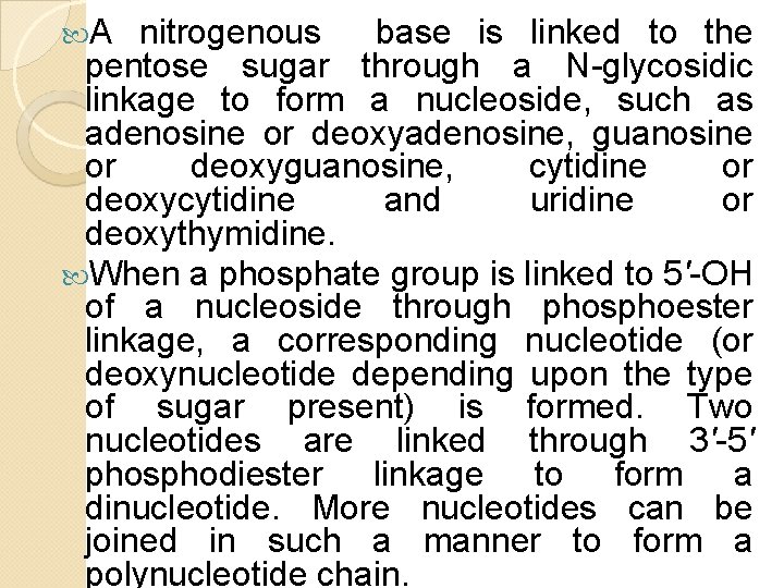 A nitrogenous base is linked to the pentose sugar through a N-glycosidic linkage A nitrogenous base is linked to the pentose sugar through a N-glycosidic linkage