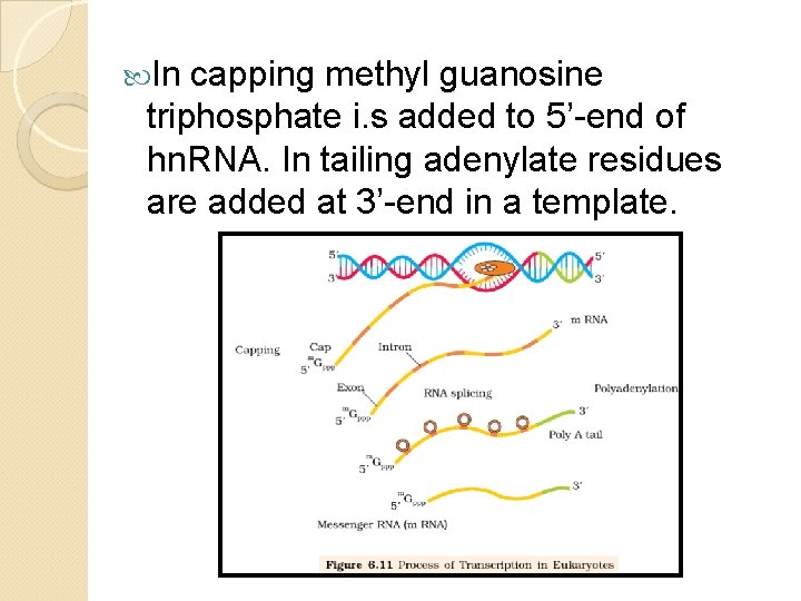 In capping methyl guanosine triphosphate i. s added to 5’-end of hn. RNA. In capping methyl guanosine triphosphate i. s added to 5’-end of hn. RNA.