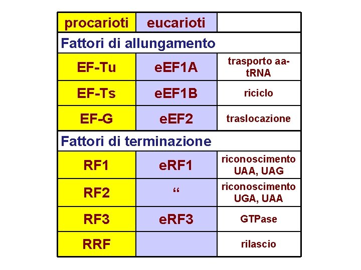 procarioti eucarioti Fattori di allungamento EF-Tu e. EF 1 A trasporto aat. RNA EF-Ts procarioti eucarioti Fattori di allungamento EF-Tu e. EF 1 A trasporto aat. RNA EF-Ts