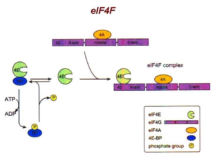 e. IF 4 F e. IF 4 F