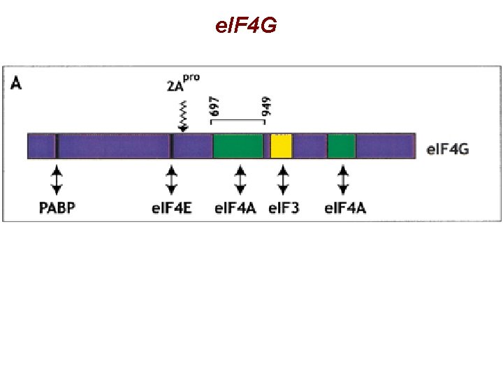 e. IF 4 G e. IF 4 G
