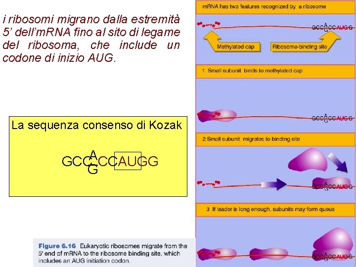 i ribosomi migrano dalla estremità 5’ dell’m. RNA fino al sito di legame del i ribosomi migrano dalla estremità 5’ dell’m. RNA fino al sito di legame del