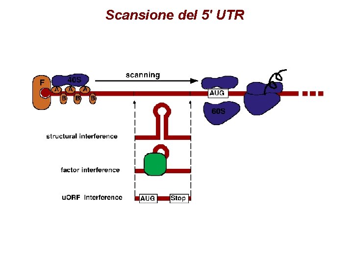 Scansione del 5' UTR Scansione del 5' UTR