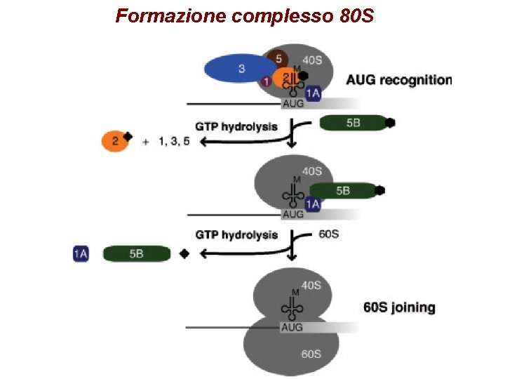 Formazione complesso 80 S Formazione complesso 80 S