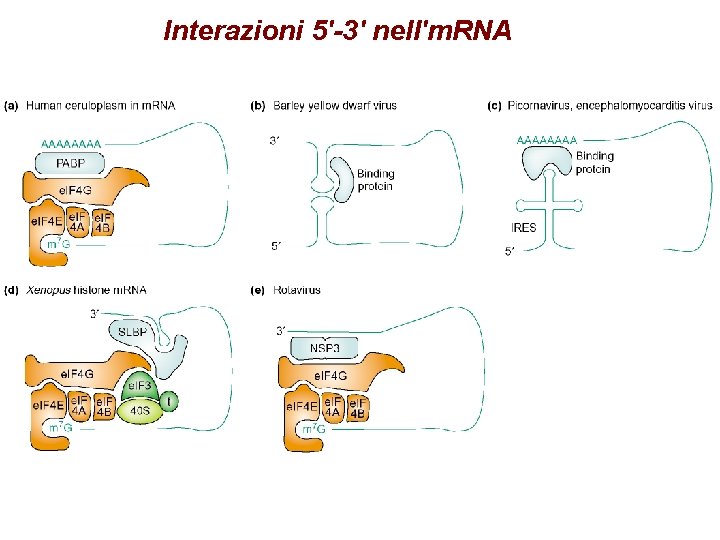 Interazioni 5'-3' nell'm. RNA Interazioni 5'-3' nell'm. RNA