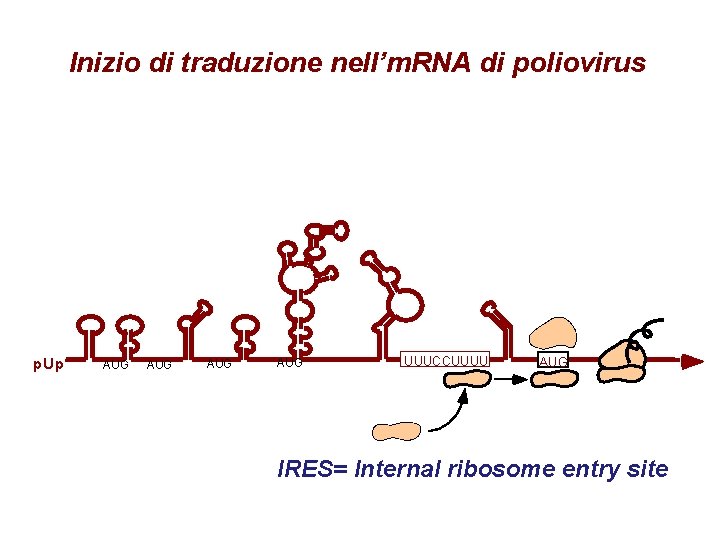 Inizio di traduzione nell’m. RNA di poliovirus p. Up AUG AUG UUUCCUUUU AUG IRES= Inizio di traduzione nell’m. RNA di poliovirus p. Up AUG AUG UUUCCUUUU AUG IRES=