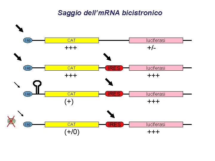 Saggio dell’m. RNA bicistronico cap luciferasi CAT +/- +++ cap CAT IRES cap CAT Saggio dell’m. RNA bicistronico cap luciferasi CAT +/- +++ cap CAT IRES cap CAT