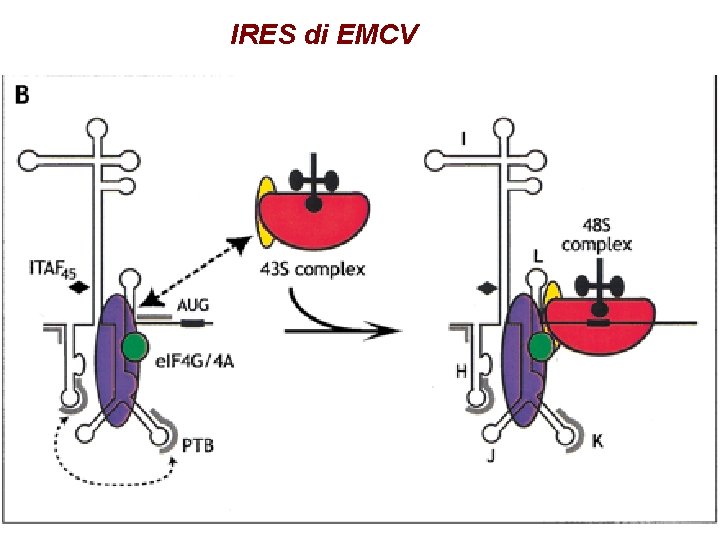 IRES di EMCV IRES di EMCV