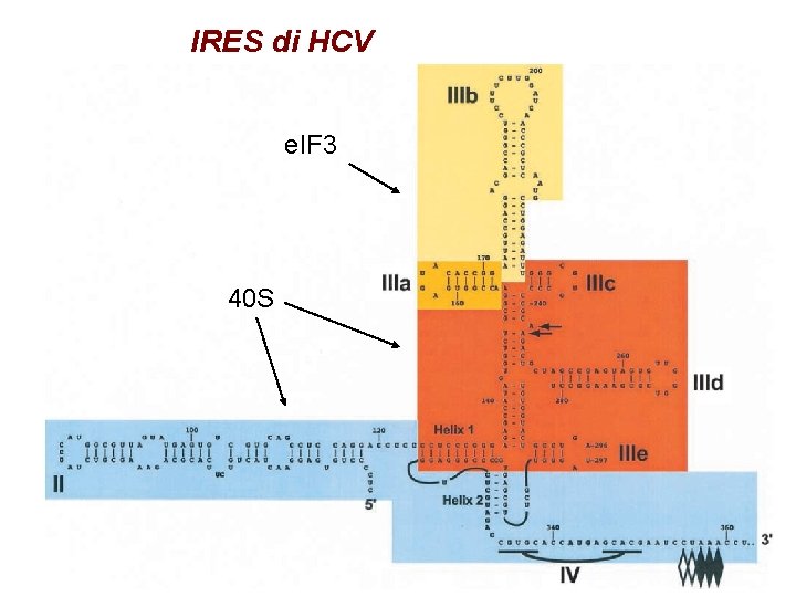 IRES di HCV e. IF 3 40 S IRES di HCV e. IF 3 40 S