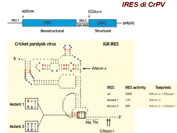 IRES di Cr. PV IRES di Cr. PV