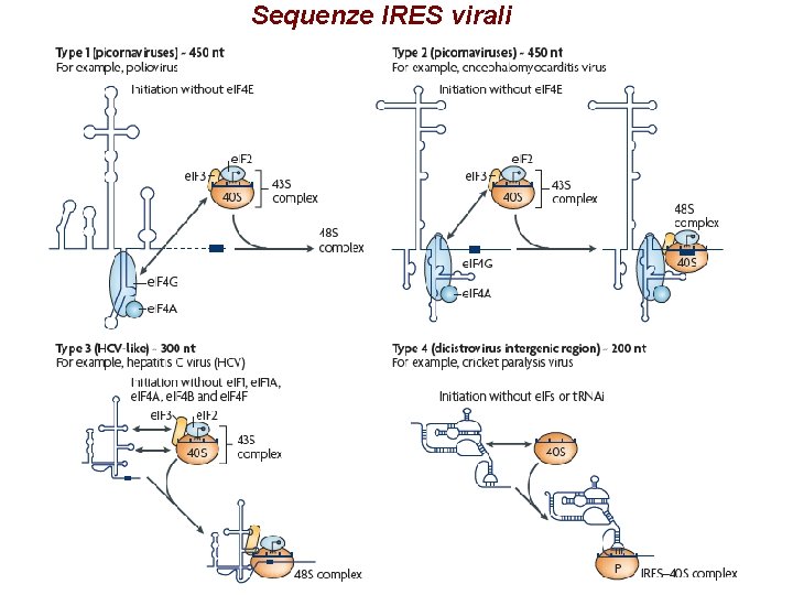 Sequenze IRES virali Sequenze IRES virali