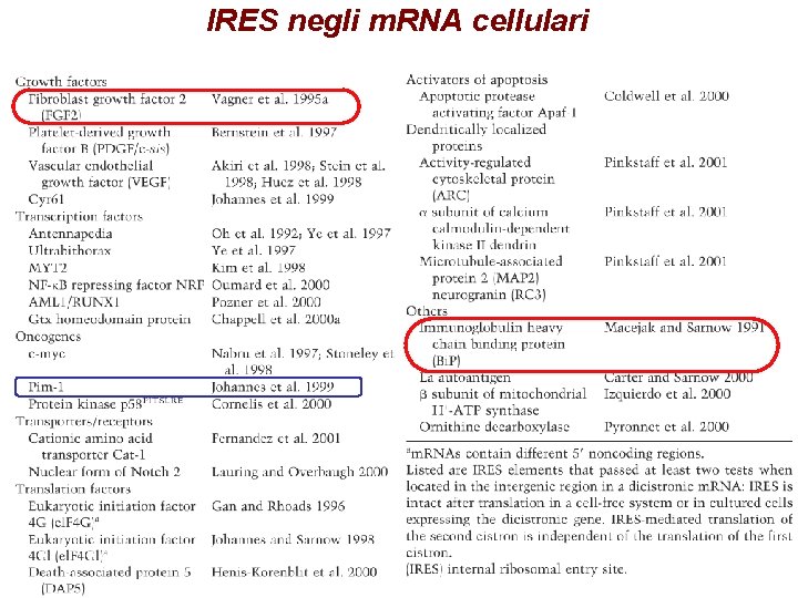 IRES negli m. RNA cellulari IRES negli m. RNA cellulari