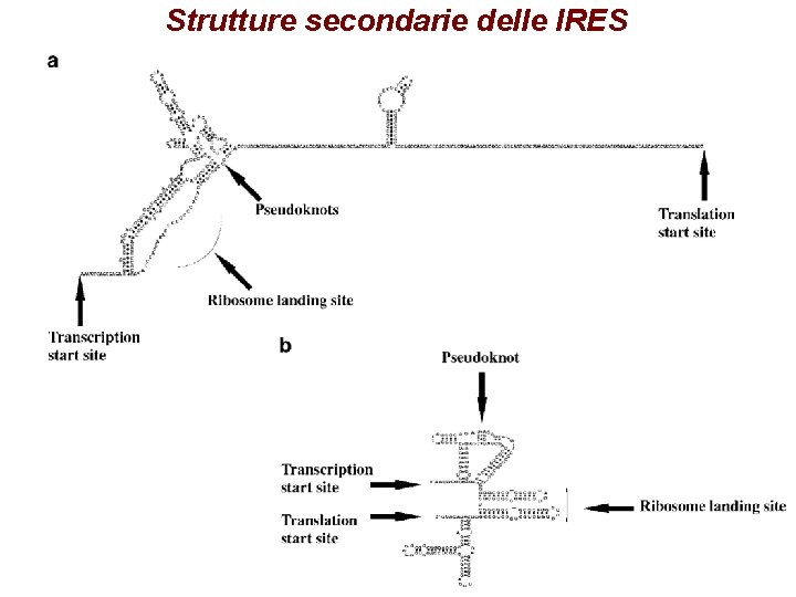 Strutture secondarie delle IRES Strutture secondarie delle IRES