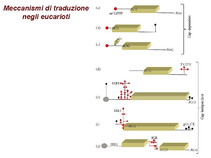 Meccanismi di traduzione negli eucarioti Meccanismi di traduzione negli eucarioti