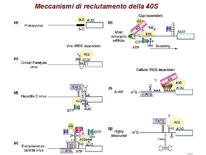 Meccanismi di reclutamento della 40 S Meccanismi di reclutamento della 40 S