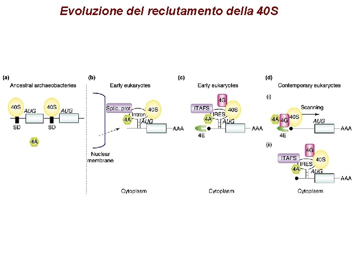 Evoluzione del reclutamento della 40 S Evoluzione del reclutamento della 40 S