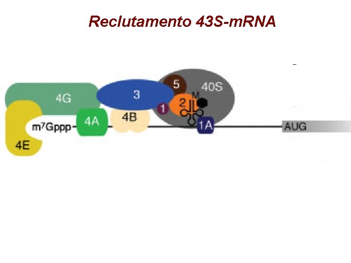 Reclutamento 43 S-m. RNA Reclutamento 43 S-m. RNA