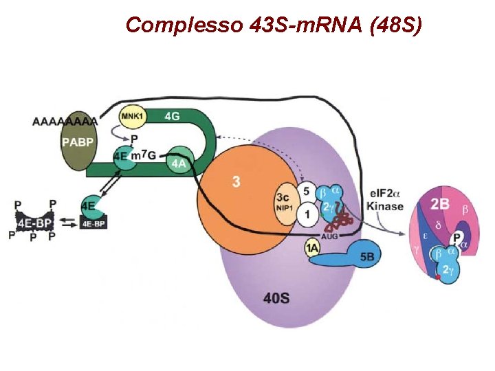 Complesso 43 S-m. RNA (48 S) Complesso 43 S-m. RNA (48 S)
