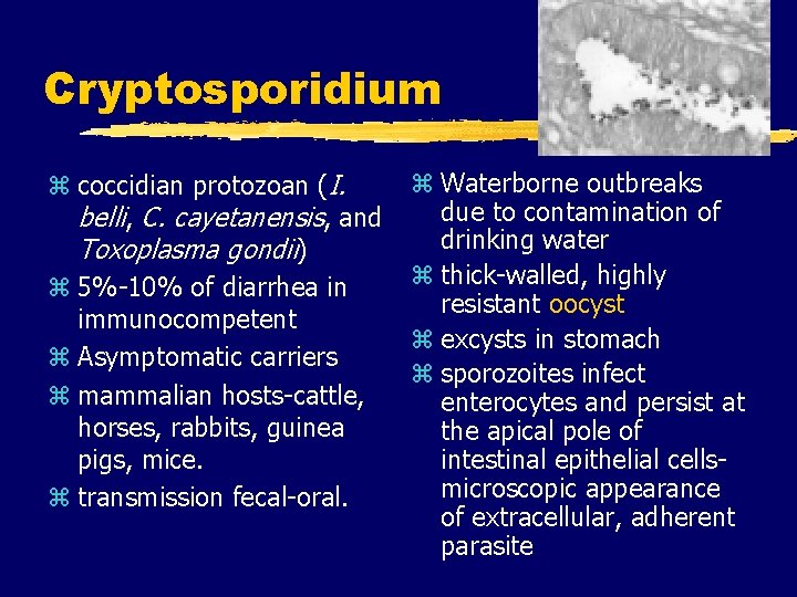 Cryptosporidium z coccidian protozoan (I. belli, C. cayetanensis, and Toxoplasma gondii) z 5%-10% of