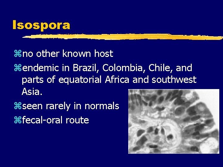 Isospora zno other known host zendemic in Brazil, Colombia, Chile, and parts of equatorial