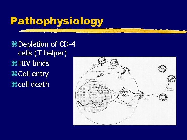 Pathophysiology z Depletion of CD-4 cells (T-helper) z HIV binds z Cell entry z