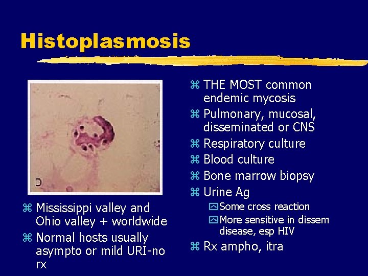 Histoplasmosis z THE MOST common endemic mycosis z Pulmonary, mucosal, disseminated or CNS z