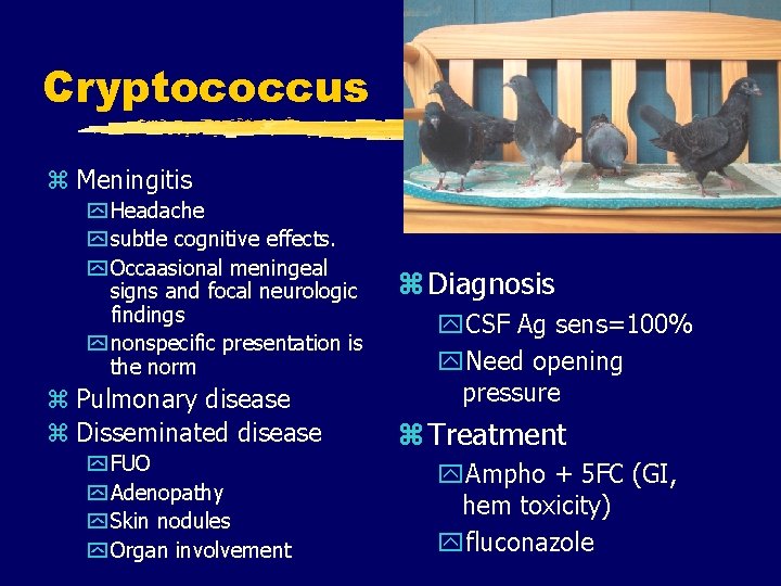 Cryptococcus z Meningitis y Headache y subtle cognitive effects. y Occaasional meningeal signs and