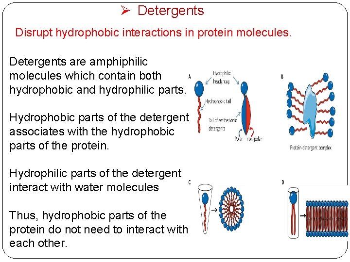 Ø Detergents Disrupt hydrophobic interactions in protein molecules. Detergents are amphiphilic molecules which contain