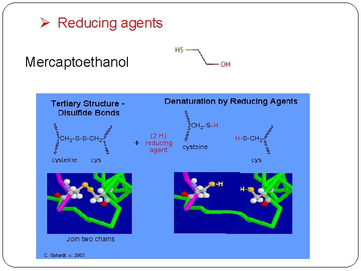 Ø Reducing agents Mercaptoethanol 