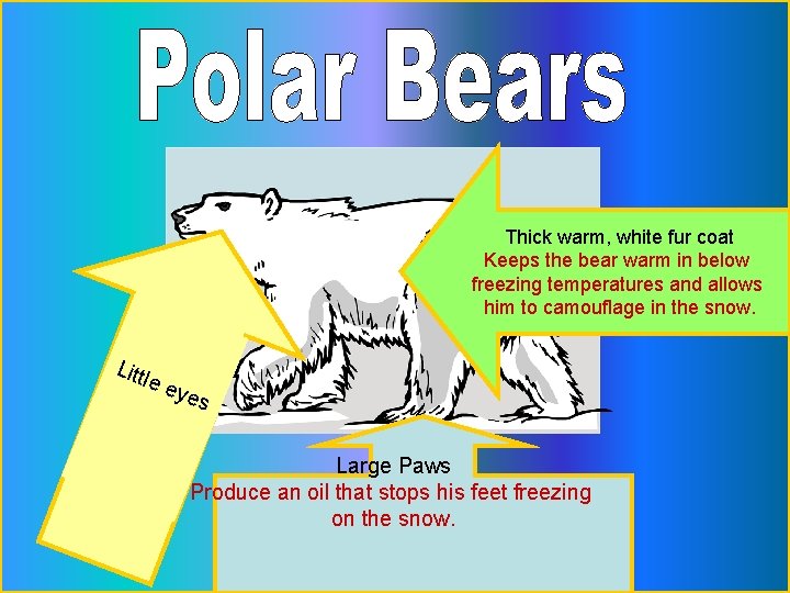 Thick warm, white fur coat Keeps the bear warm in below freezing temperatures and