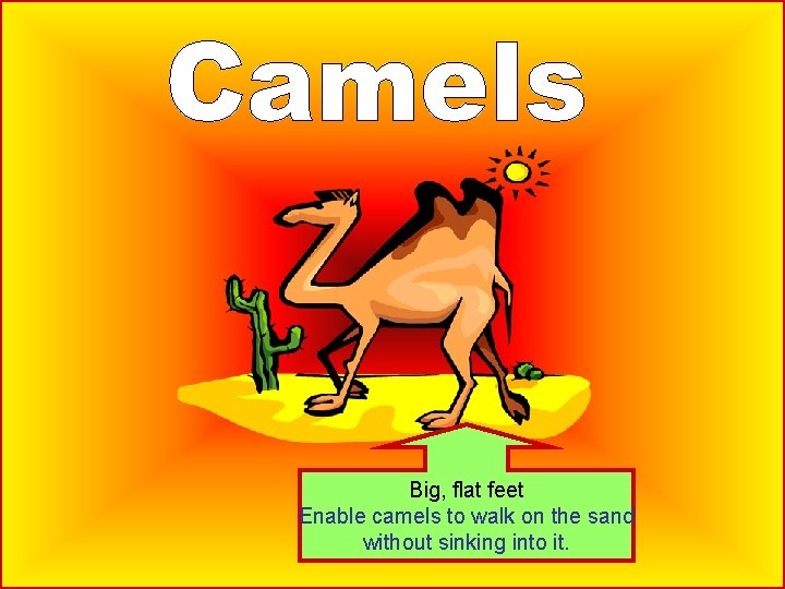 Big, flat feet Enable camels to walk on the sand without sinking into it.
