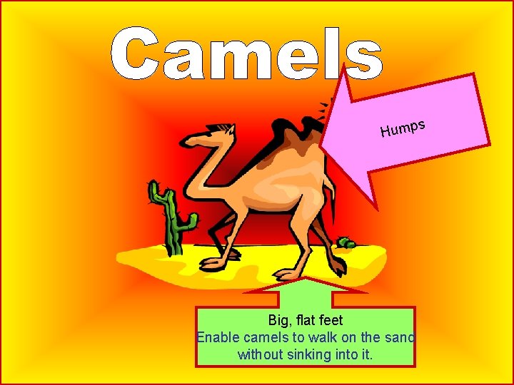 Hump Big, flat feet Enable camels to walk on the sand without sinking into