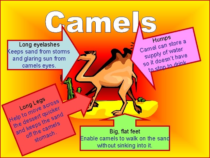 Long eyelashes Keeps sand from storms and glaring sun from camels eyes. egs ross