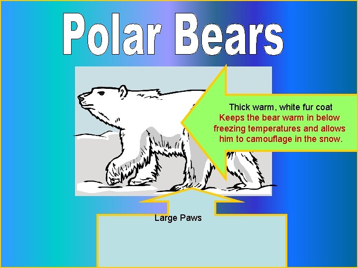 Thick warm, white fur coat Keeps the bear warm in below freezing temperatures and