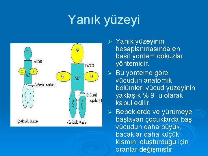 Yanık yüzeyinin hesaplanmasında en basit yöntem dokuzlar yöntemidir. Ø Bu yönteme göre vücudun anatomik