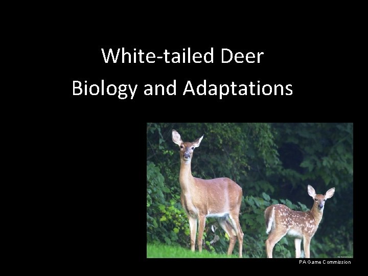 White-tailed Deer Biology and Adaptations PA Game Commission 