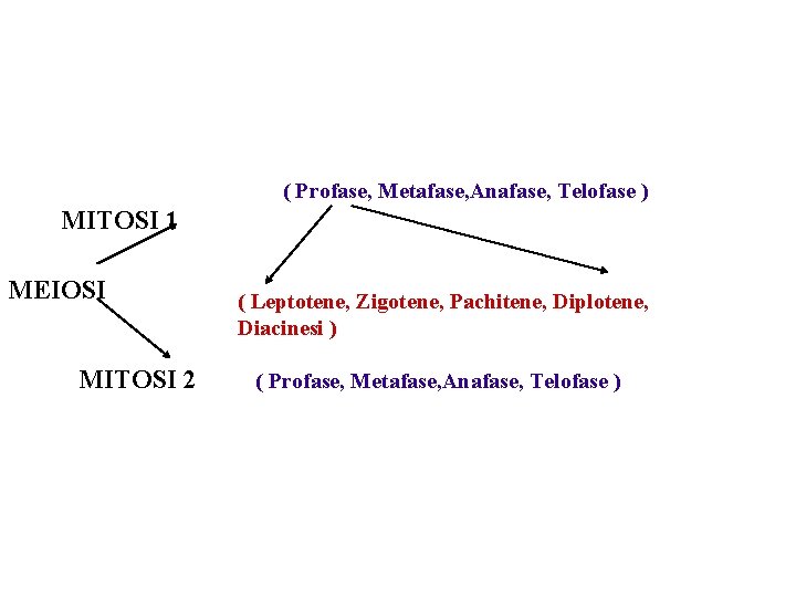 ( Profase, Metafase, Anafase, Telofase ) MITOSI 1 MEIOSI MITOSI 2 ( Leptotene, Zigotene,