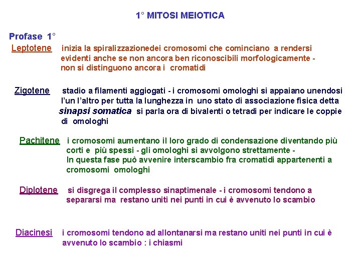 1° MITOSI MEIOTICA Profase 1° Leptotene inizia la spiralizzazionedei cromosomi che cominciano a rendersi