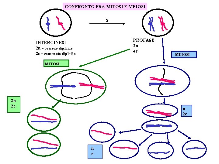 CONFRONTO FRA MITOSI E MEIOSI S PROFASE 2 n 4 c INTERCINESI 2 n