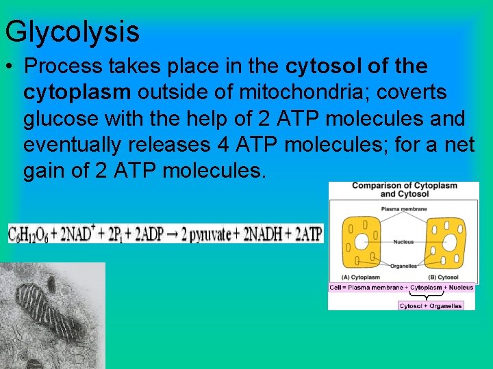 Glycolysis • Process takes place in the cytosol of the cytoplasm outside of mitochondria;