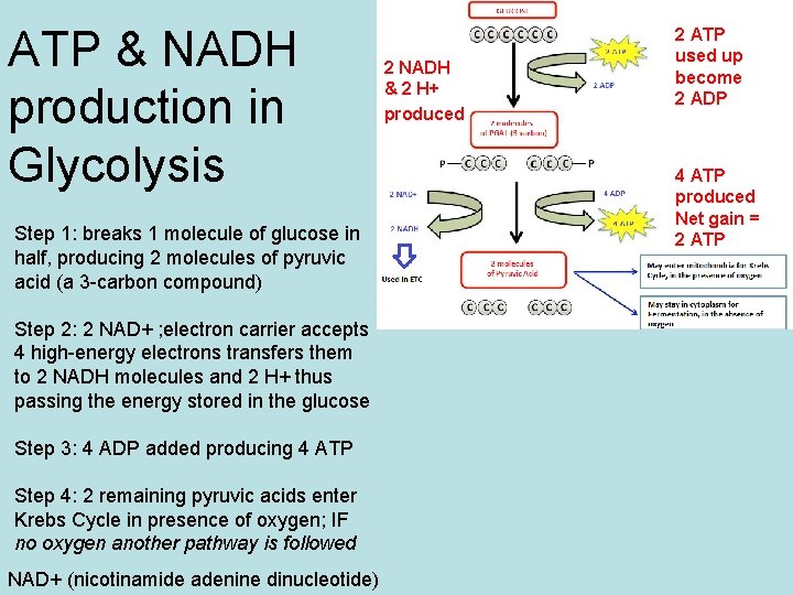 ATP & NADH production in Glycolysis Step 1: breaks 1 molecule of glucose in