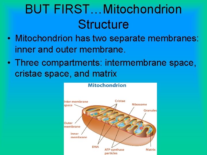BUT FIRST…Mitochondrion Structure • Mitochondrion has two separate membranes: inner and outer membrane. •