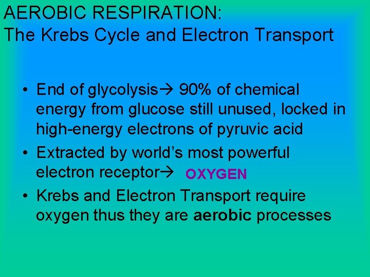 AEROBIC RESPIRATION: The Krebs Cycle and Electron Transport • End of glycolysis 90% of