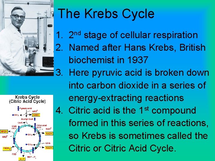 The Krebs Cycle 1. 2 nd stage of cellular respiration 2. Named after Hans