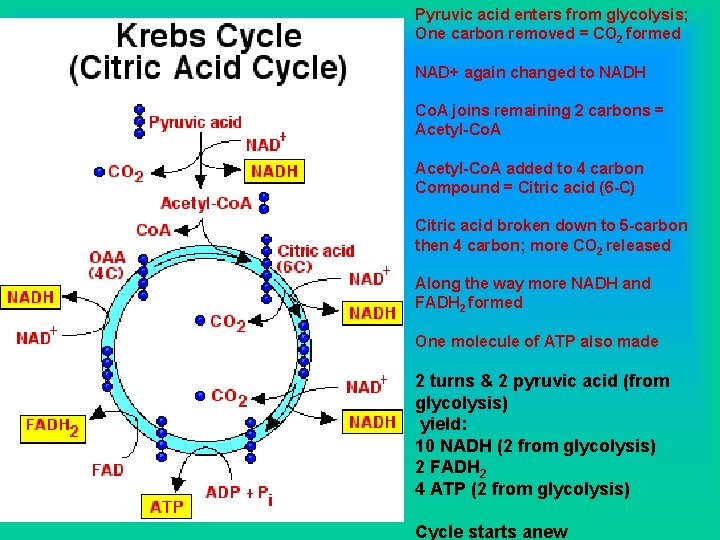 Pyruvic acid enters from glycolysis; One carbon removed = CO 2 formed NAD+ again